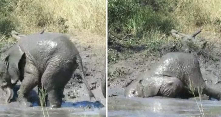 Embarrassed Baby Elephant Hides Behind Grass After Falling Face First Into Mud