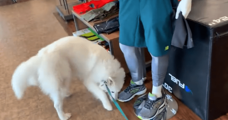 Friendly Dog Gets Confused When Mannequin Doesn’t Pet Her