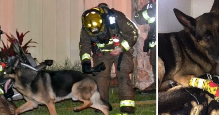 Retired Police Dog Proves He’s Still A Hero After Saving Family From House Fir...