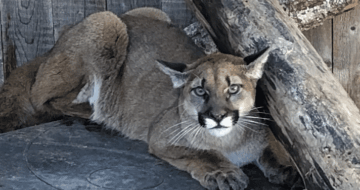 Malnourished Cougar Recovers After Being Discovered At Animal Shelter