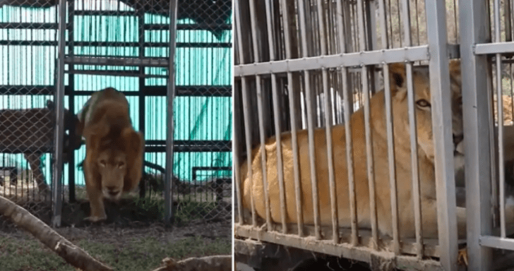 Circus Lions Held In Captivity Touch Grass For The First Time