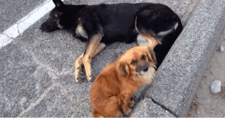 Brave Dog Comforts Expecting Female Dog On The Side Of The Road