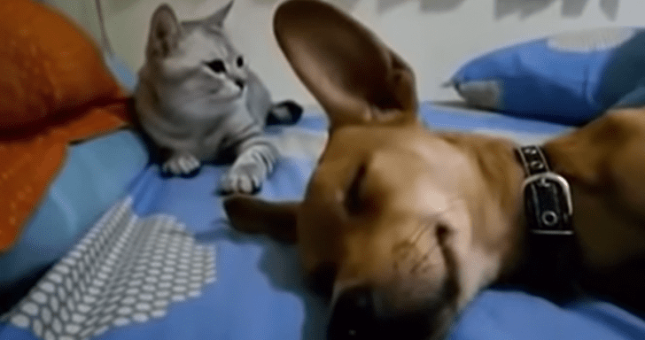 Sleeping Dog Farts Loudly And Annoys Cat