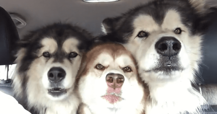 Three Out Of Tune Malamutes Sing At The Top Of Their Lungs Inside Car