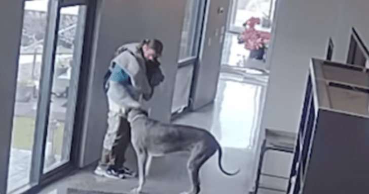 Great Dane Chases Intruder Out Of House