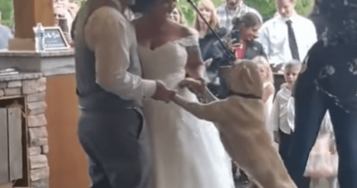 Pet Dog Joins Newly-Wed Owners In Their First Dance