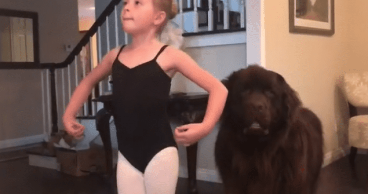 Huge Pup Steals Little Girl’s Spotlight By Joining Her Ballet Demonstration