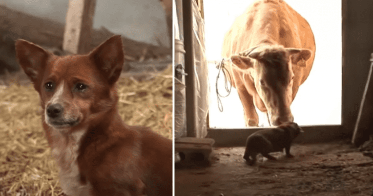 Dog Sheds Tears Of Joy When Reunited With The Cow That Raised Him