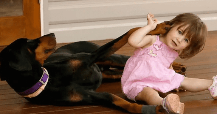 Adopted Doberman Saves Baby’s Life From Snake