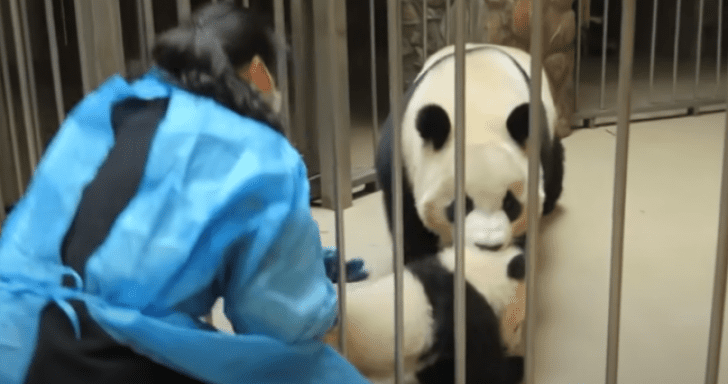 Wandering Panda Cub Learns His Lesson When Returned To Protective Mom