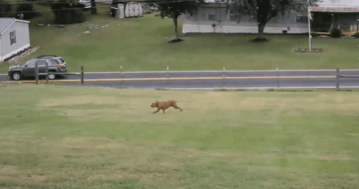 Rescued Pit Bull Enjoys His First Time Running In A Huge Backyard