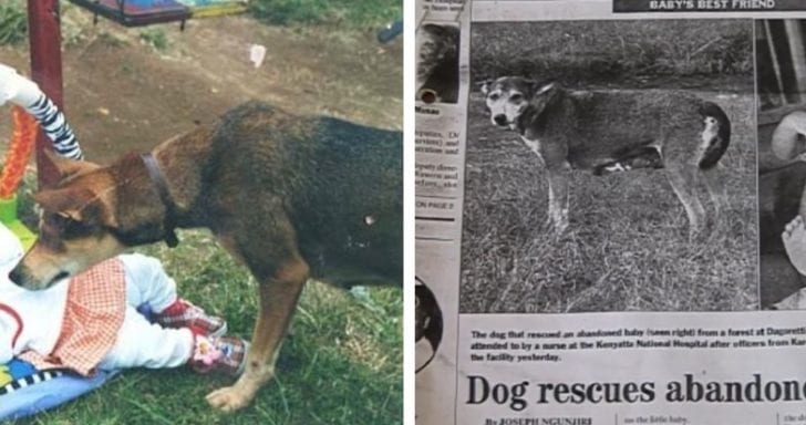 Smart Dog’s Motherly Instinct Helped Save Abandoned 2-Day-Old Baby