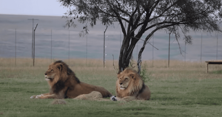 Circus Lions Get Rescued And Step On Grass For The First Time