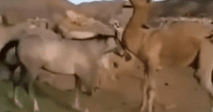 Horse Jumps For Joy When He’s Reunited With His Camel Friend