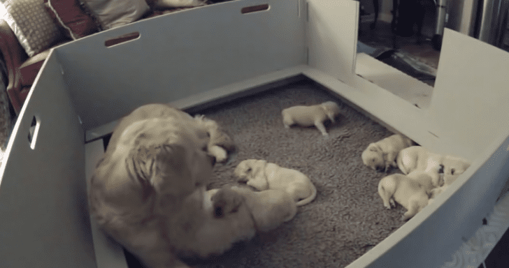 Mama Golden Retriever Comforts Crying Puppy When He Couldn’t Find Her