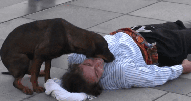 Stray Dog Interrupts Street Performance To Rescue An “Injured” Actor