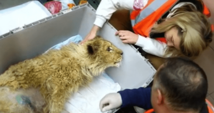 Lion Cub Finally Gets Rescued After Years Of Pain Since Birth