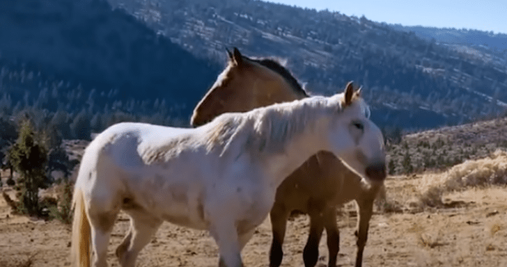 Wild Horse Recognizes His Mate After Being Separated For 2 Years