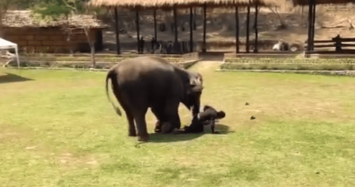 Elephant Comes To Caretaker’s Rescue When She Sees Him Being “Attacked”