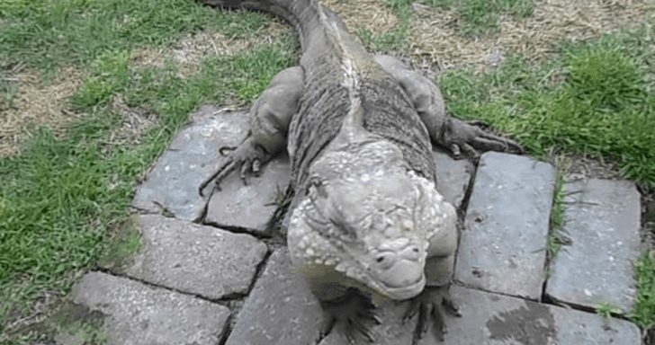 Iguana Rushes To Greet His Owner Like A Pet Dog