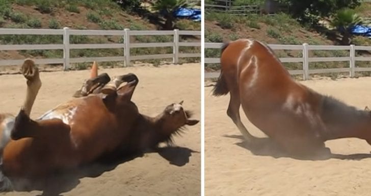 Horse Passes Gas By Rolling Around On The Ground