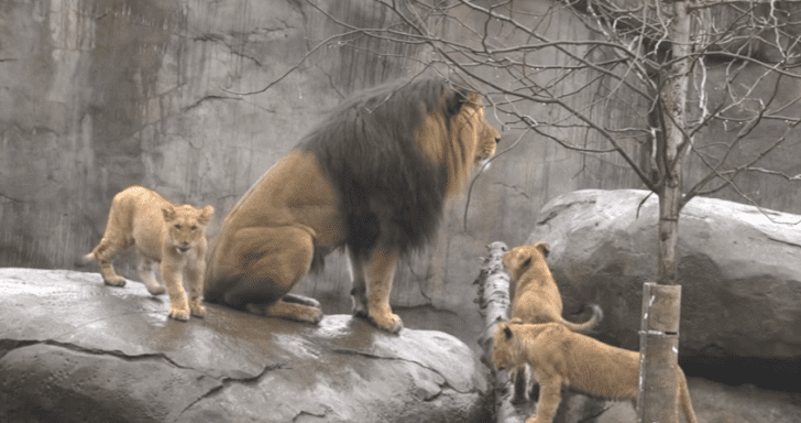 Grumpy Lion Plays With His Cubs For The First Time