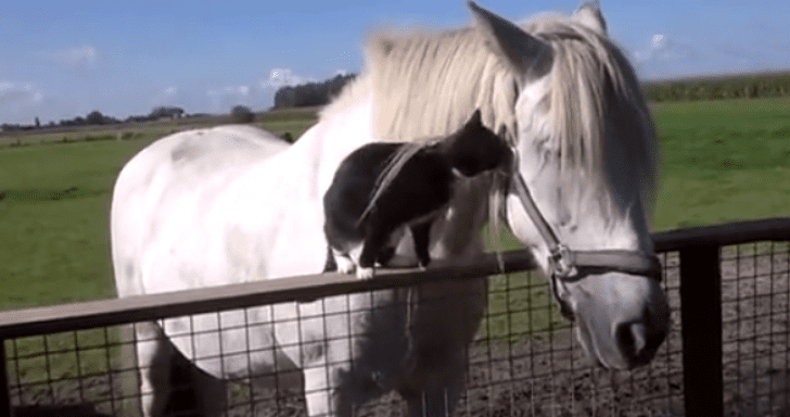 Loving Horse And Cat Develop A Sweet Friendship