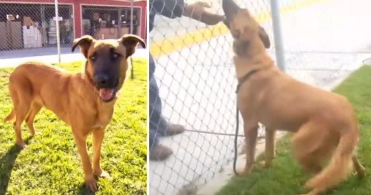 Dog In Shelter Finds Out Her Old Family Is Adopting Another Dog