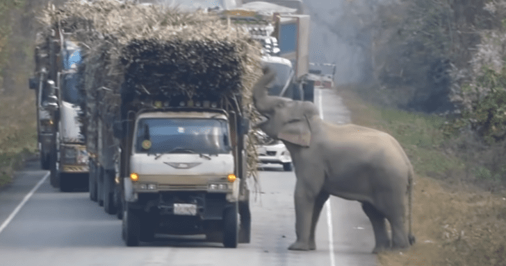 Baby Elephant Steals Sugarcane From Passing Trucks