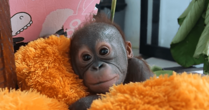 Baby Orangutan Thrown Away In A Cardboard Box Gets Rescued