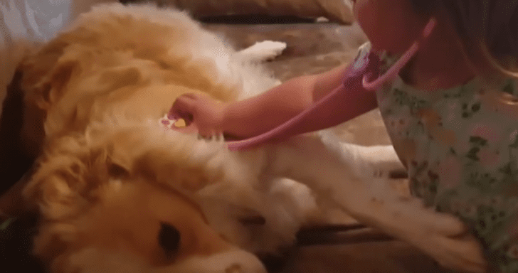 Little Girl Attends To Her Dog’s Health With A First Aid Kit