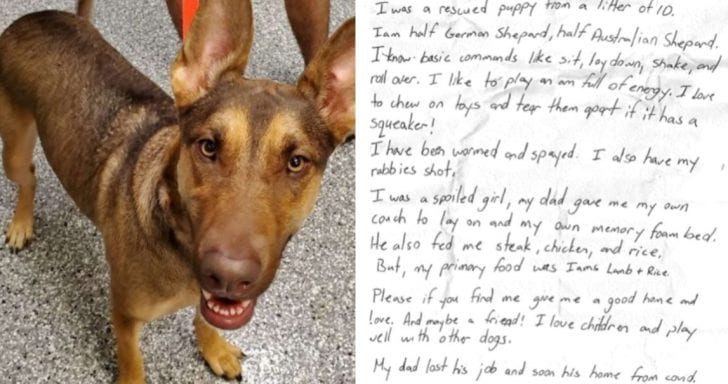 Lonely Dog Is Found Wandering Streets With A Message In A Bottle