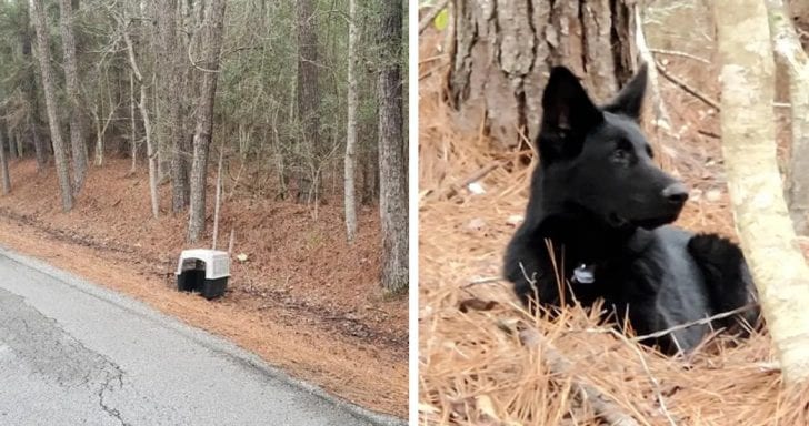 Abandoned Pup Waits Helplessly In His Kennel On The Side Of The Road