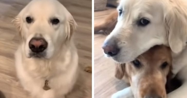 Sweet Dog Knows “Who’s A Good Boy”