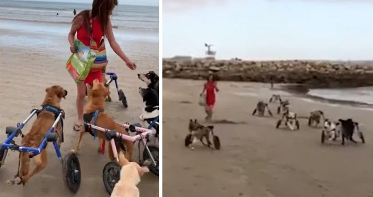 18 Dogs With Disabilities Visit The Beach For The First Time