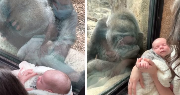 Sweet Gorilla And Human Mom Present Their Newborns To Each Other