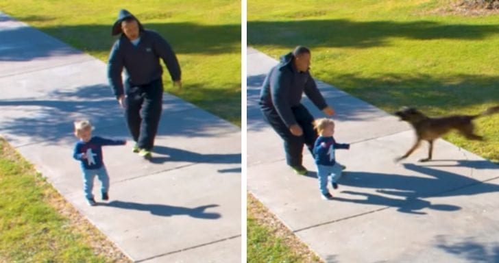 Guard Dog Saves Toddler From Being Kidnapped In Staged Scene