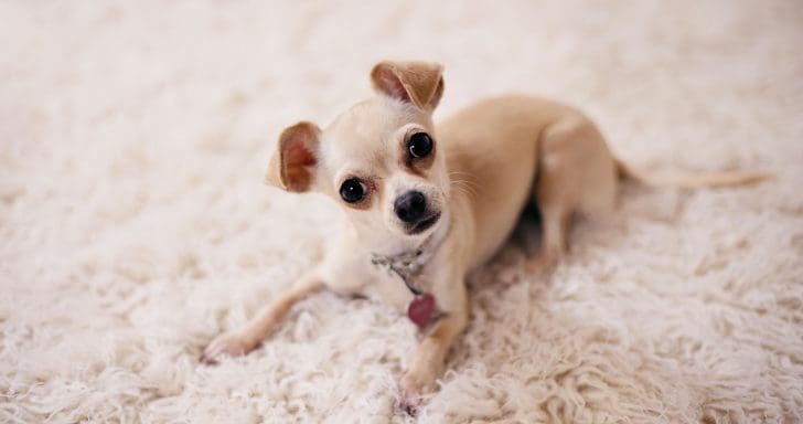 Lonely Chihuahua Tucks Himself To Bed After His Owner Passes Away