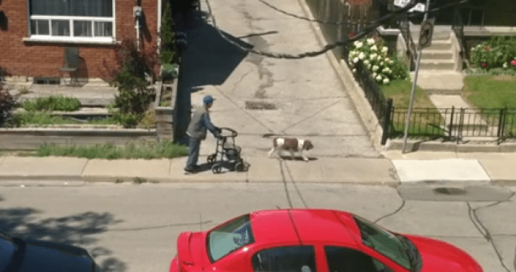 Loyal Dog Waits For His Senior Owner While Walking