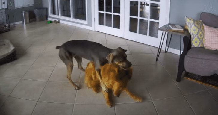 Fast-Acting Pup Comforts Golden Retriever Who’s Having A Seizure