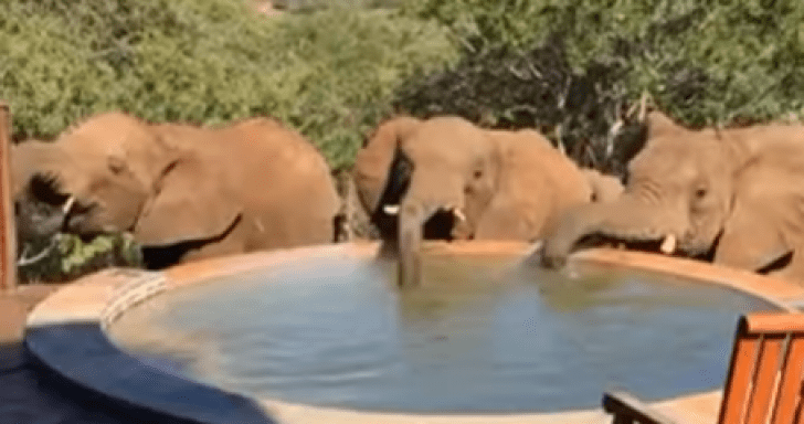 Intrigued Woman Catches Elephants Drinking Water From Her Pool