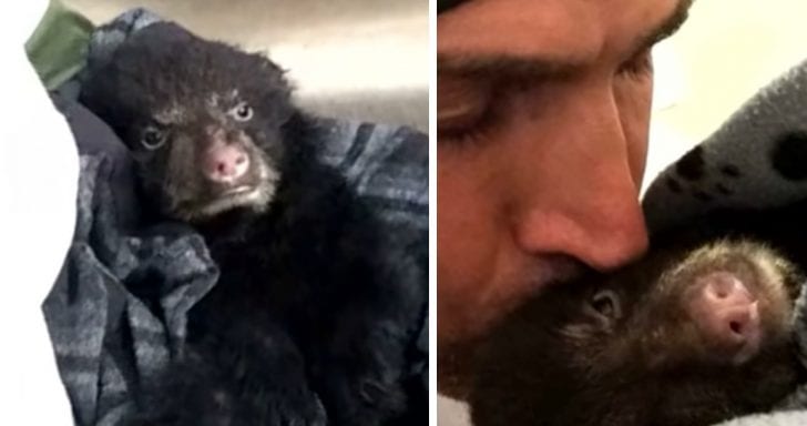 Hiker Risks Jail Time To Save Dying Bear Cub