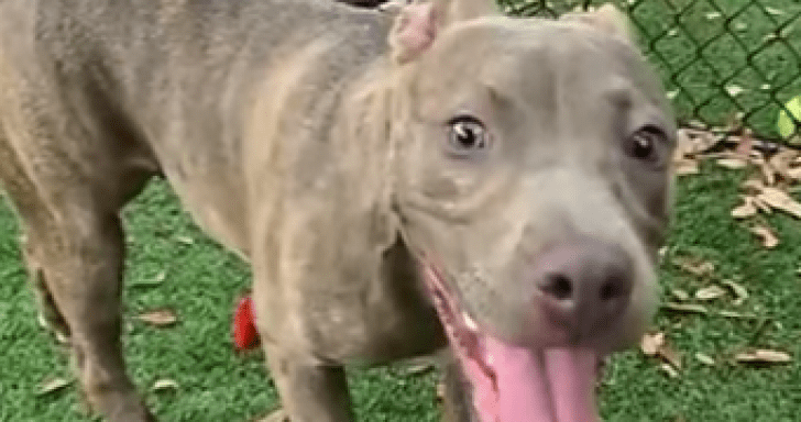 Heartless Owner Abandons Pit Bull In A Dumpster