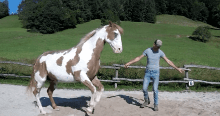 Horse Steals The Spotlight And Dances The “Git Up” Challenge With Cowboy