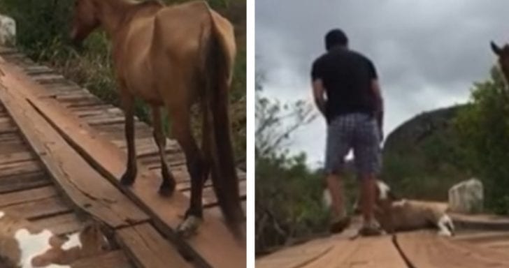 Man Frees Foal Stuck In Wooden Bridge