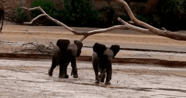 Curious Elephant Calves Race To Find Their Moms