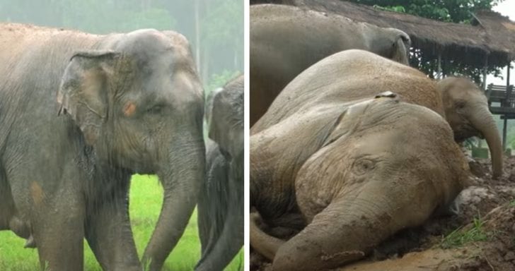 Playful Elephants Love Playing In The Rain