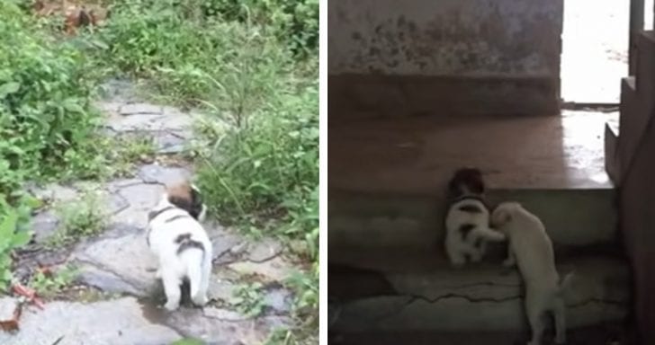 Stray Puppy Leads Strangers To His Injured Friend