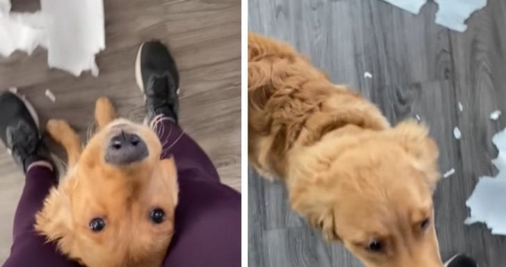 Playful Dog Proudly Shows His Human The Mess He Made