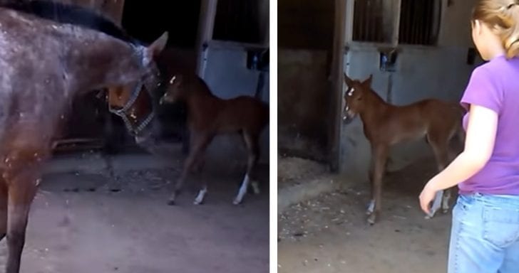 Concerned Mama Horse Runs Fast To Protect Crying Foal